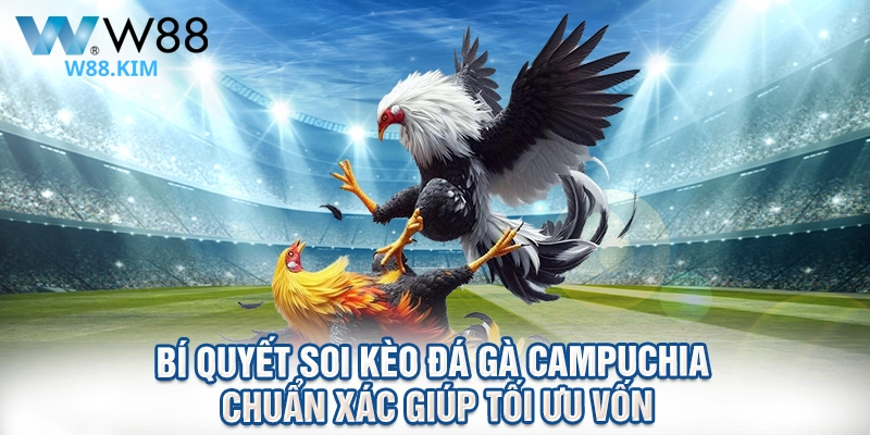 Bí quyết soi kèo đá gà campuchia chuẩn xác giúp tối ưu vốn