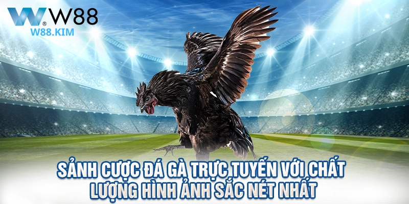 Sảnh cược đá gà trực tuyến với chất lượng hình ảnh sắc nét nhất