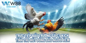 Trực tiếp đấu trường gà C1 kịch tính thu hút đông đảo người xem