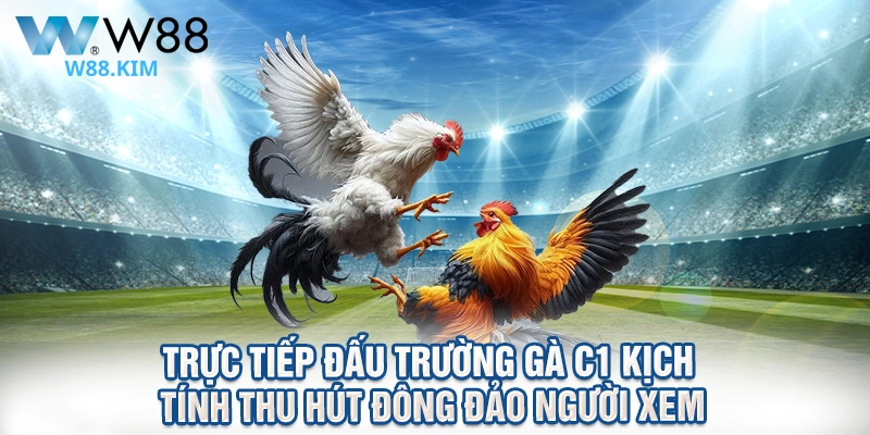 Trực tiếp đấu trường gà C1 kịch tính thu hút đông đảo người xem